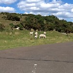Heel veel schapen hier, vandaar...