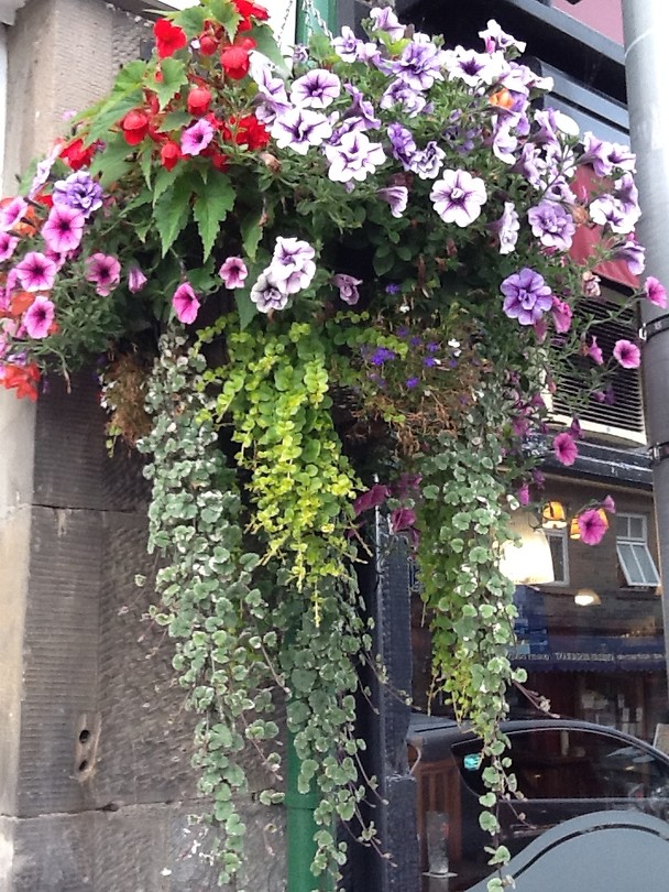 Hanging baskets vollop hier