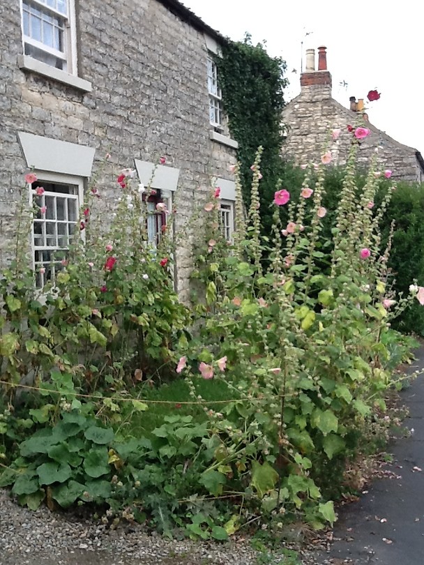 " this is not a garden" garden
