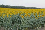 zonnebloemen