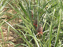ananas