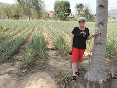 plantage