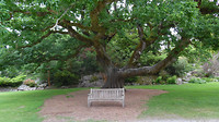 Oude boom in park.