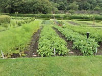 Aardappelen