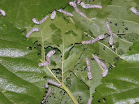 Rupsen