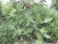 Palmen