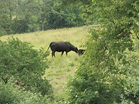 Boegerroep.