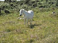 Paard.