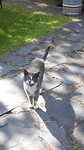Poes