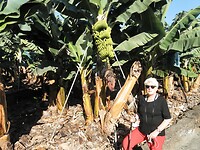 Bananen