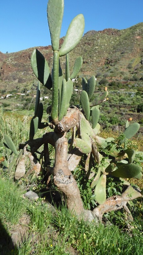 Cactus