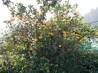 Sinaasappels