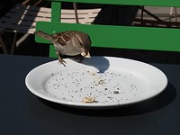 Honger