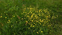 Boterbloemen