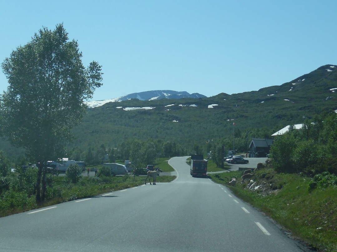 Echte eland