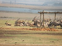Antilopen