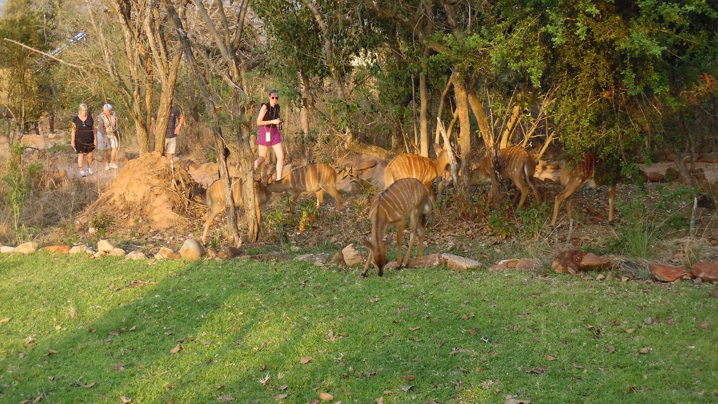 Nyala’s (soort antiloop).