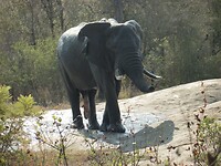 Olifant