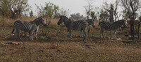 Zebra’s