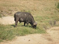 Buffel