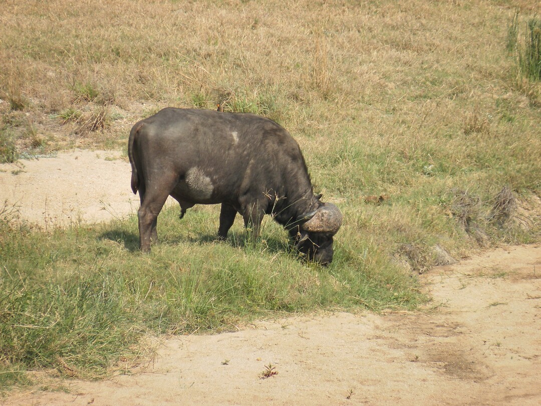Buffel