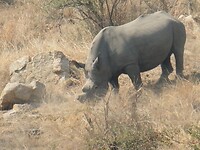 Neushoorn