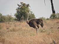 Struisvogel