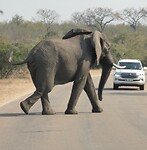 Olifant