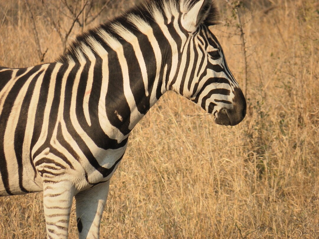 Zebra