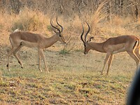 Impala’s