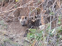Hyena