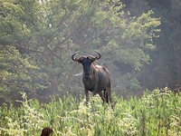 Gnoe (wildebeest).