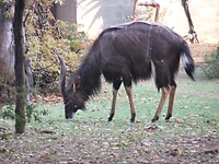 Nyala mannetje