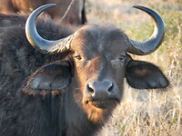 Buffel