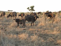 Buffels