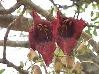 Bloem