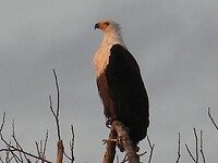 Visarend