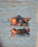 Hippo’s