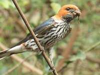 Onbekend vogeltje