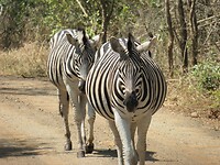 Zebra’s