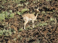 Bok