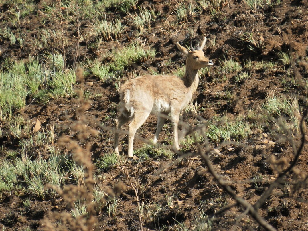 Bok