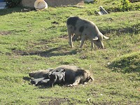 Varkens