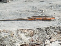 Hagedis