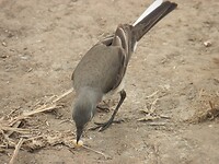 Vogeltje