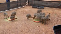 Kuikentjes