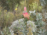 Bloem