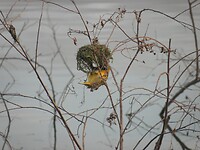 Nestje met bontewever