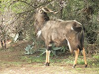 Nyala