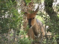 Moeder nyala